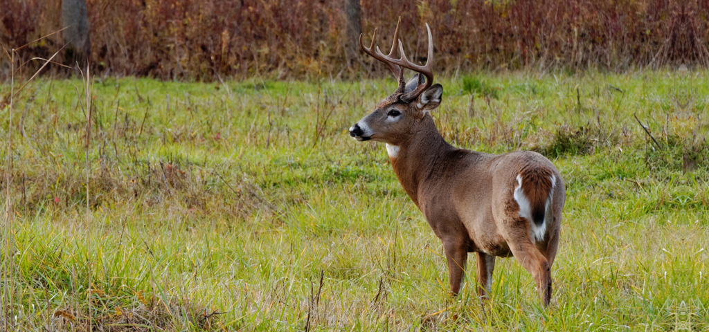 Whitetail Cruising PROOF